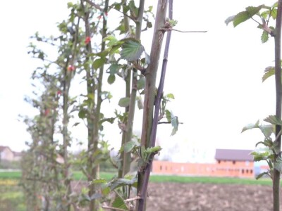 Kupine bez većih oštećenja od mrazeva