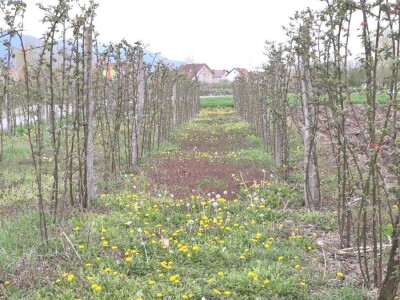 Kupine bez većih oštećenja od mrazeva
