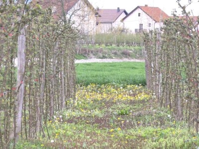 Kupine bez većih oštećenja od mrazeva