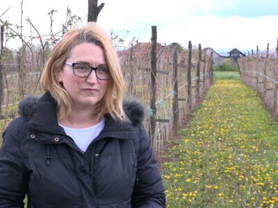 Kupine bez većih oštećenja od mrazeva