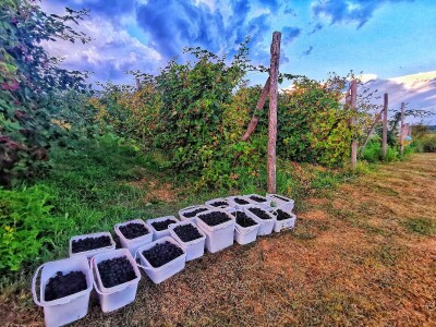 Kupinovača, hit sela i okruženja