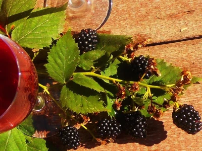 Kupinovo vino