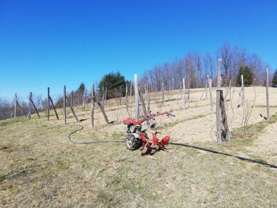 Kupinovo vino mladog Miroslava