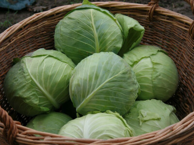 Timac ago - Dan polja kupusa