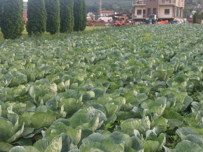 Paprika somborka i babura