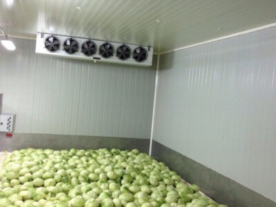 Svježi kupus za preradu