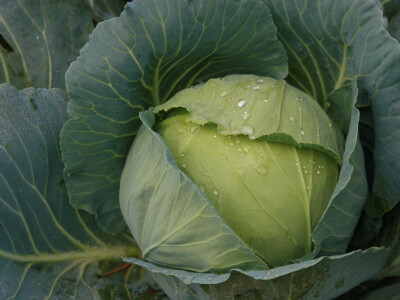 Timac ago - Dan polja kupusa