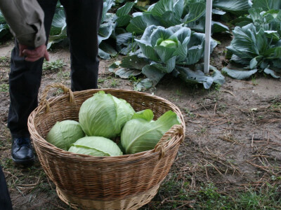 Timac ago - Dan polja kupusa