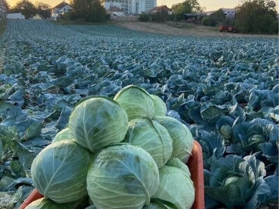 KUPUS NIKAD JEFTINIJI