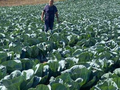 KUPUS NIKAD JEFTINIJI