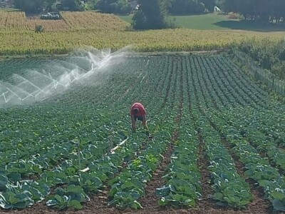 KUPUS NIKAD JEFTINIJI
