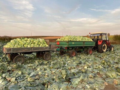 KUPUS NIKAD JEFTINIJI