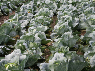 Timac ago - Dan polja kupusa