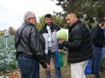 Timac ago - Dan polja kupusa