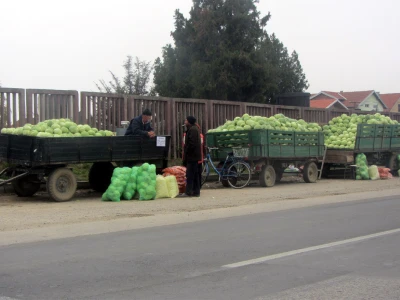 Prodaja kupusa u Futogu