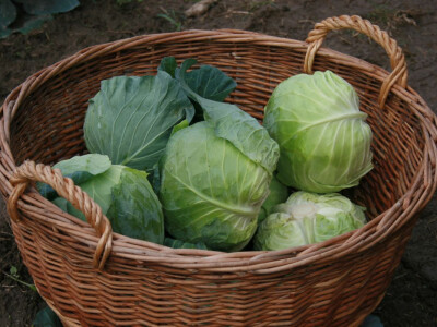 Timac ago - Dan polja kupusa