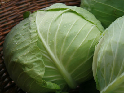 Timac ago - Dan polja kupusa