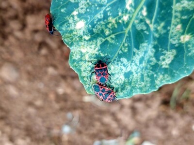 Kupusna stjenica Kupusna stjenica