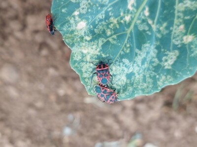 Kupusna stjenica Kupusna stjenica