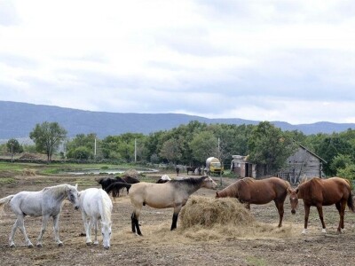 Konji na ranču Kurabasa u Ogorju na južnim padinama Svilaje
