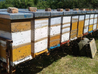 Stacionarni pčelinjak