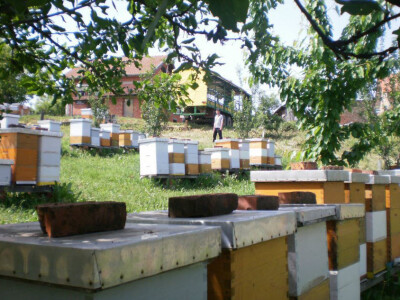 Pčelinjake okružuje lijepa priroda