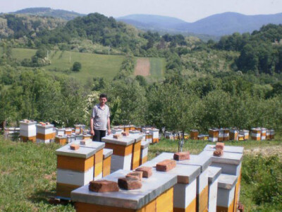 Pčelinjak u Bijeloj Stijeni