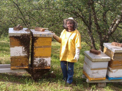 Dobro razvijene pčelinje zajednice