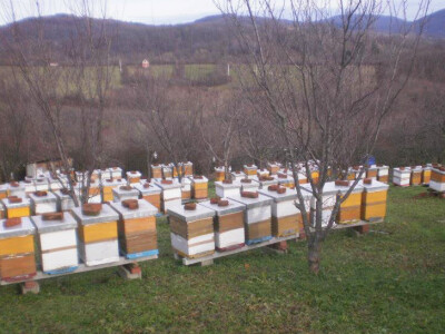 OPG Pčelarstvo Kurić