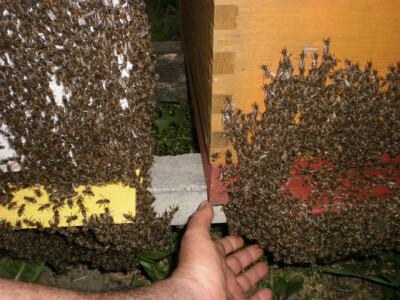 Velika briga o pčelama