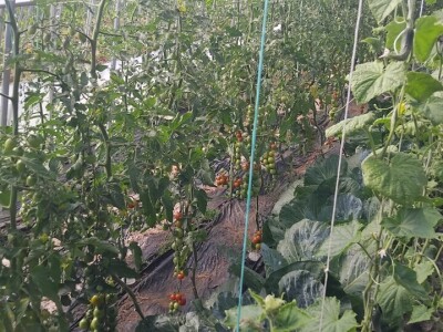 Kurkuma i prašak za pecivo u borbi protiv plamenjače