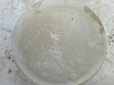 Kurkuma i prašak za pecivo u borbi protiv plamenjače