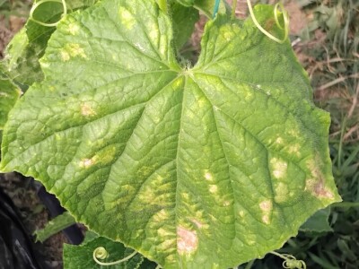 Kurkuma i prašak za pecivo u borbi protiv plamenjače