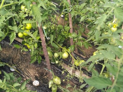 Kurkuma i prašak za pecivo u borbi protiv plamenjače