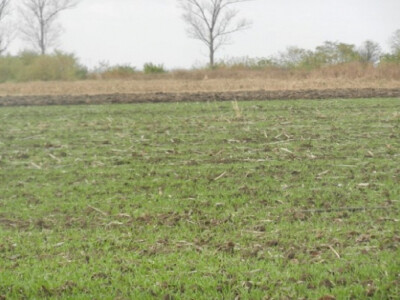 Kuruzište oranje i ponikla pšenica