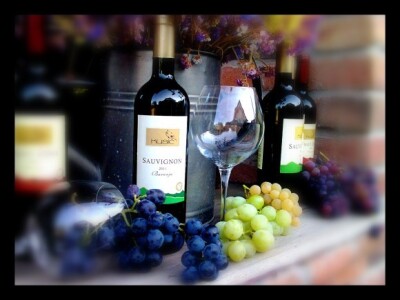 Podrum i vinograd Pere Kusića