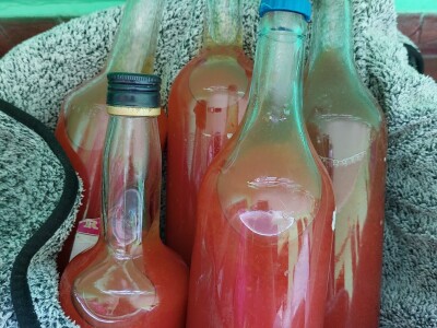 Kuvanje i spremanje paradajza za zimu