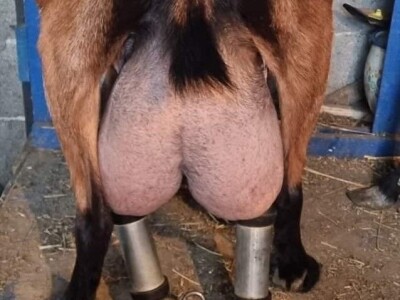 Kvalitet kozjeg sira i raznovrsnost je ono što izdvaja od konkurencije