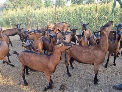 Kvalitet kozjeg sira i raznovrsnost je ono što izdvaja od konkurencije