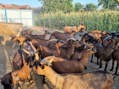 Kvalitet kozjeg sira i raznovrsnost je ono što izdvaja od konkurencije