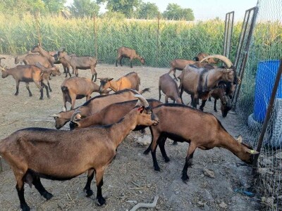 Kvalitet kozjeg sira i raznovrsnost je ono što izdvaja od konkurencije