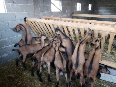 Kvalitet kozjeg sira i raznovrsnost je ono što izdvaja od konkurencije