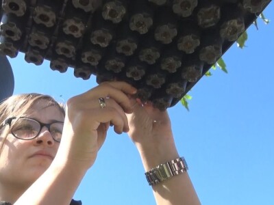 Kvalitet rasade najvažniji