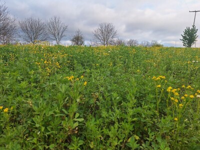 Kvalitet sena - prvi otkos lucerke i travnih smeša