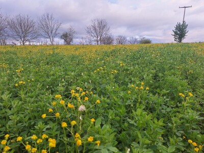 Kvalitet sena - prvi otkos lucerke i travnih smeša