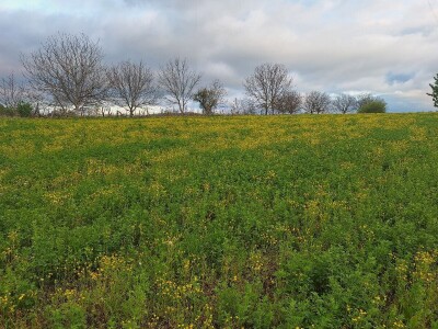 Kvalitet sena - prvi otkos lucerke i travnih smeša