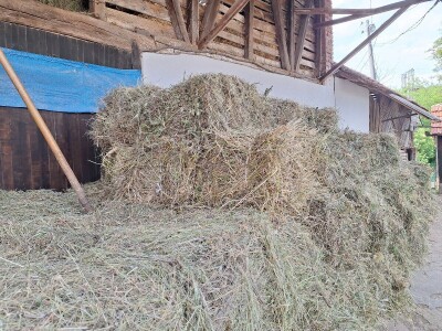 Kvalitet sena - prvi otkos lucerke i travnih smeša