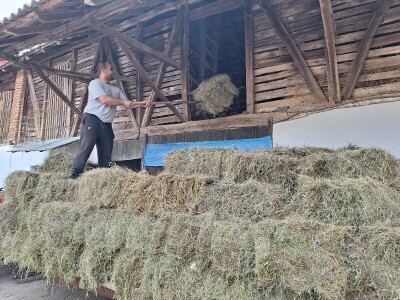 Kvalitet sena - prvi otkos lucerke i travnih smeša