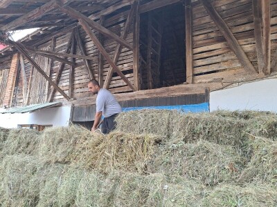 Kvalitet sena - prvi otkos lucerke i travnih smeša