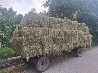 Kvalitet sena - prvi otkos lucerke i travnih smeša